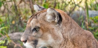 CPW AIRS EDUCATIONAL VIDEOS ABOUT COUGARS