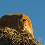OREGON TO LETHALLY REMOVE MOUNTAIN LIONS