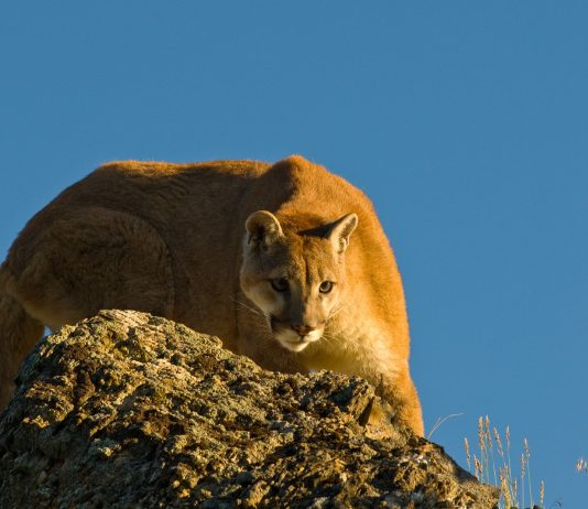 OREGON TO LETHALLY REMOVE MOUNTAIN LIONS