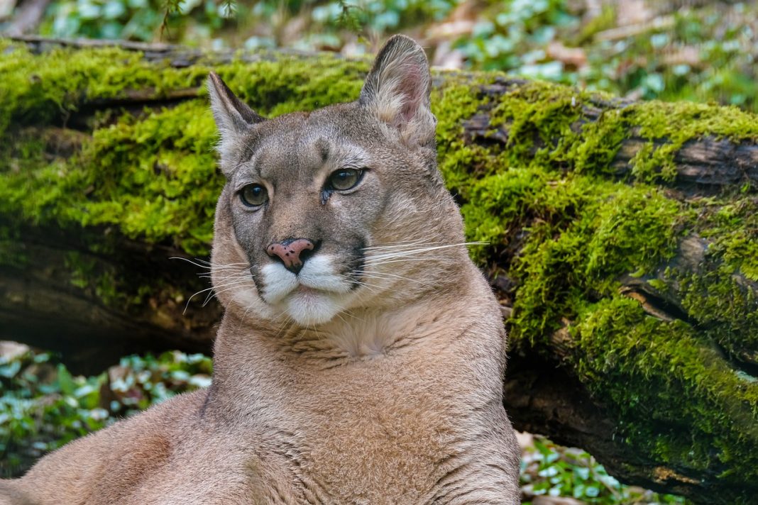 MOUNTAIN LION CONTUINES TO BE SEEN IN HAILEY