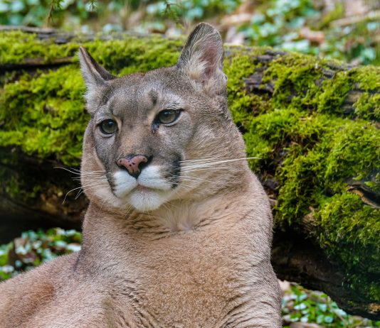 MOUNTAIN LION CONTUINES TO BE SEEN IN HAILEY
