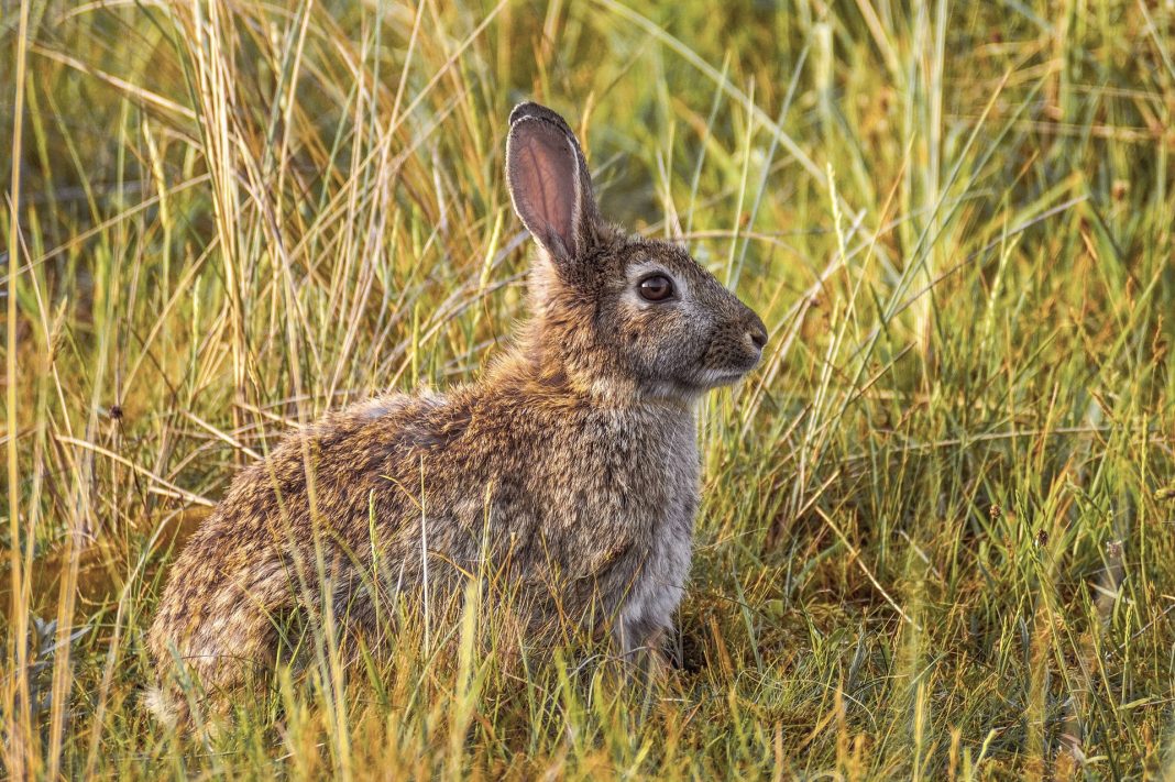 THE RABBIT PANDEMIC OF THE WESTERN USA
