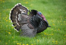 COMMENTS ON DELISTING GOULDS TURKEYS