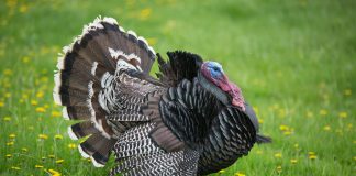 COMMENTS ON DELISTING GOULDS TURKEYS