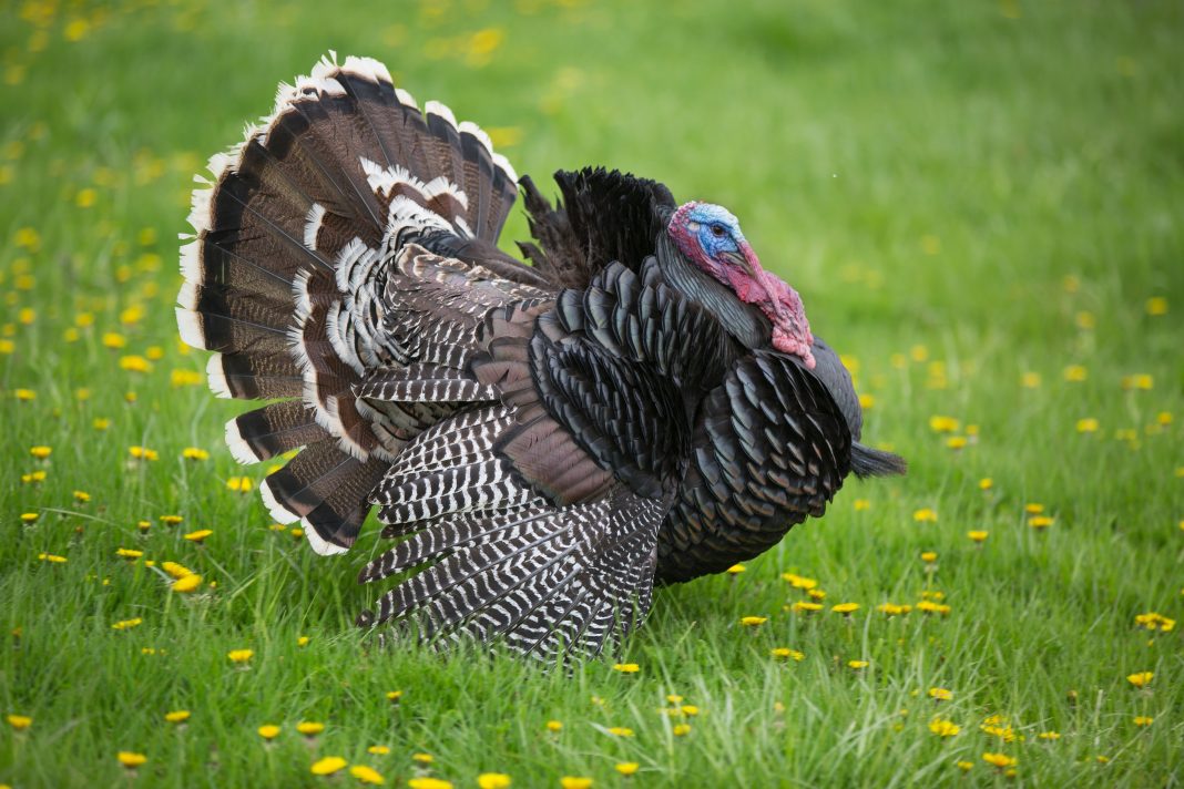 Poachers in Mississippi kill nearly 100 wild turkeys