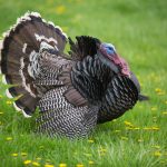 Poachers in Mississippi kill nearly 100 wild turkeys