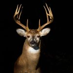 DRAWN HUNT APPLICATIONS OPEN IN TEXAS