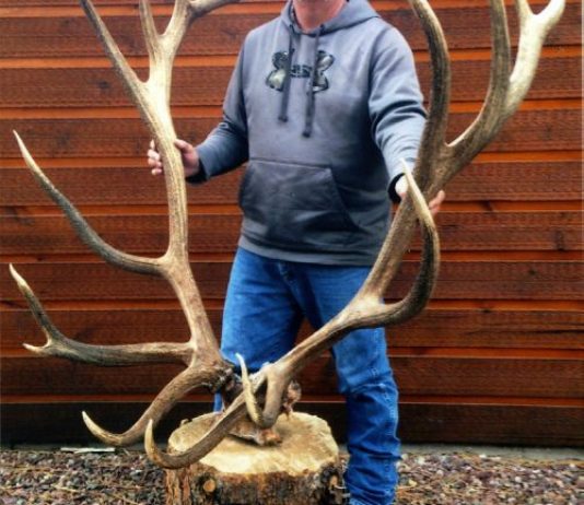 World Record American Elk