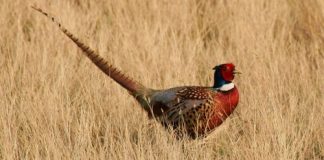 young adult pheasant hunt
