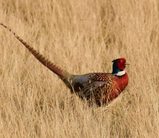 young adult pheasant hunt