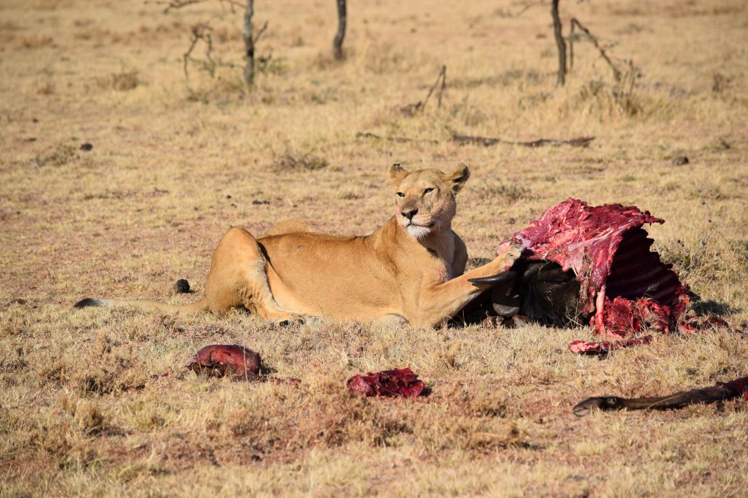 POACHER GETS EATEN BY LIONS