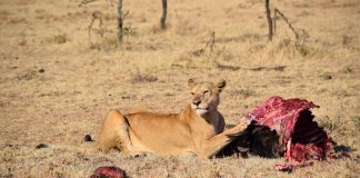 POACHER GETS EATEN BY LIONS