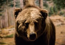 HIKER ATTACKED BY GRIZZLY BEAR IN WYOMING