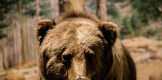 HIKER ATTACKED BY GRIZZLY BEAR IN WYOMING