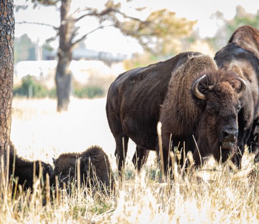 NPS RECEIVES OVER 45,000 APPLICATIONS FOR BISON CULL