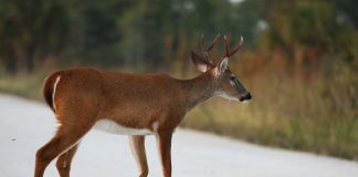 TEXAS HUNTING REGULATION CHANGES FOR 2022