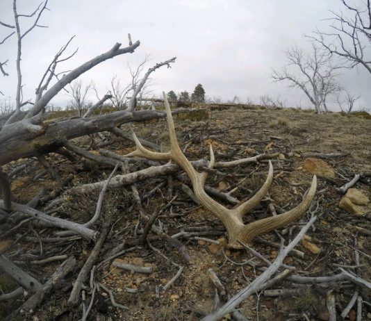 THE DEAL WITH SHED HUNTING