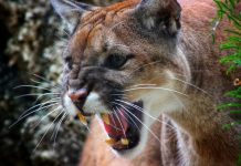 MORE COUGAR OPPORTUNITIES IN WASHINGTON