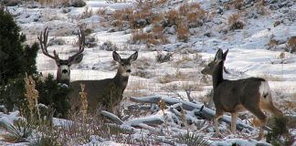 UTAH TRAIL CAMERA MEETING TO BE HELD MARCH 10TH
