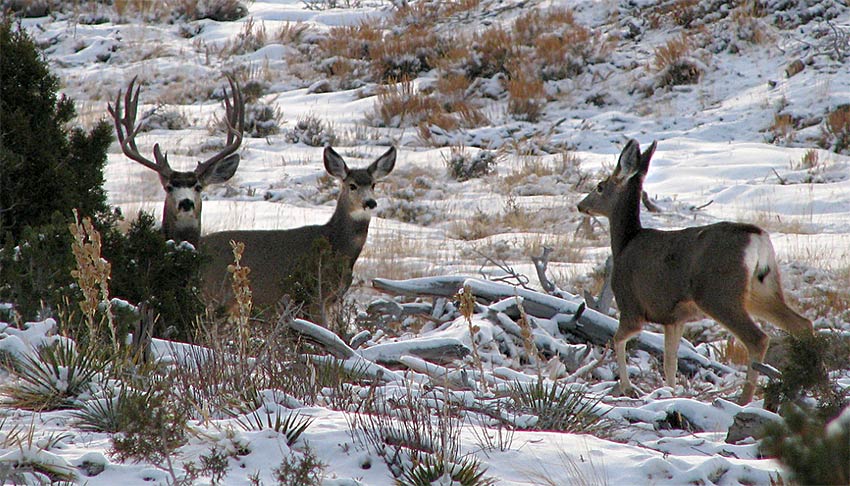 UTAH TRAIL CAMERA MEETING TO BE HELD MARCH 10TH
