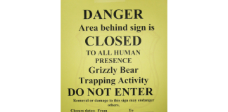 GRIZZLY BEAR TRAPPING BEGINS IN WYOMING