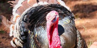 NEW MEXICO TO HOLD PUBLIC MEETINGS TO DELIST GOULD'S TURKEY