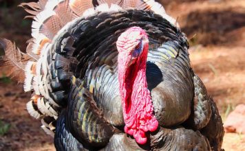NEW MEXICO TO HOLD PUBLIC MEETINGS TO DELIST GOULD'S TURKEY