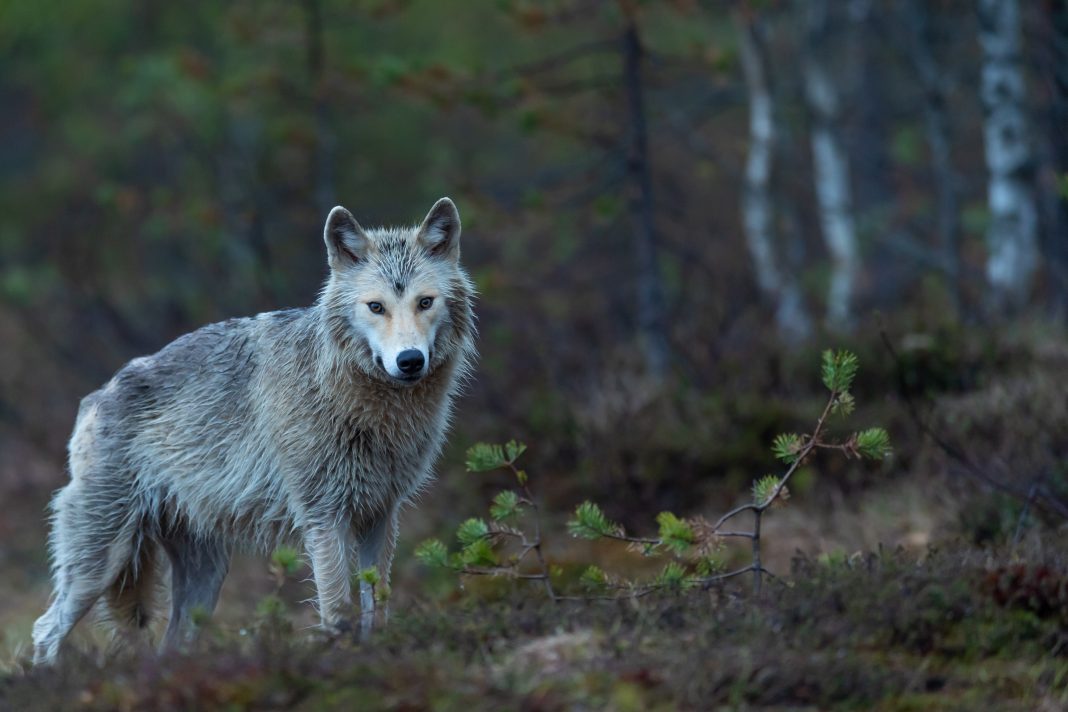 POSSIBILITY OF YEAR ROUND WOLF HUNTING IN IDAHO