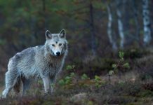 POSSIBILITY OF YEAR ROUND WOLF HUNTING IN IDAHO