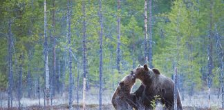 GRIZZLY NUMBERS HIGHER THAN REPORTED