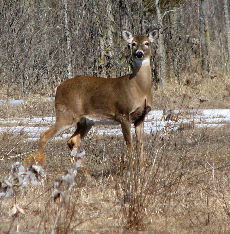 HUNTER CONTRACTS TUBERCULOSIS FROM DEER