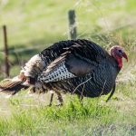 Kansas Turkey Decline