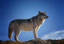 COLORADO GRAY WOLF RESTORATION