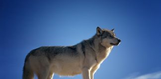 OREGON'S ANNUAL WOLF REPORT