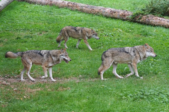 WOLF REINTRODUCTION COMING TO COLORADO