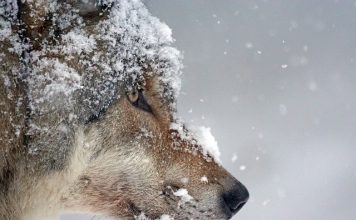 TWO WOLVES POACHED IN IDAHO