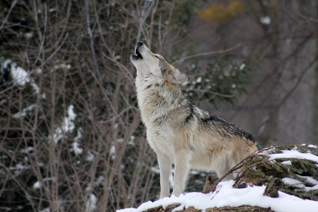 GRAY WOLF PROTECTION ENDS