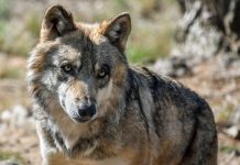 MEXICAN WOLVES KILLING LIVESTOCK