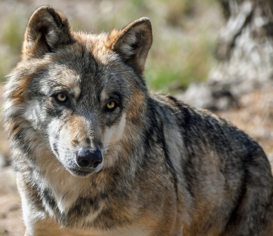 MEXICAN WOLVES KILLING LIVESTOCK