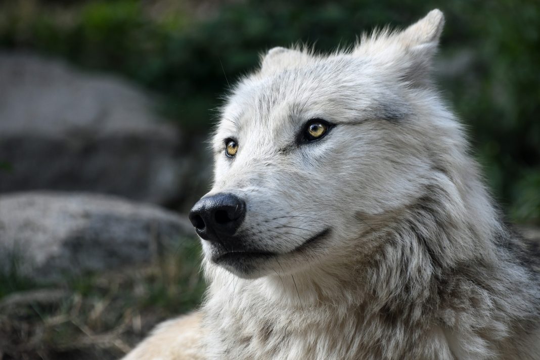 COLORADO COUNTY OPPOSES WOLF REINTRODUCTION