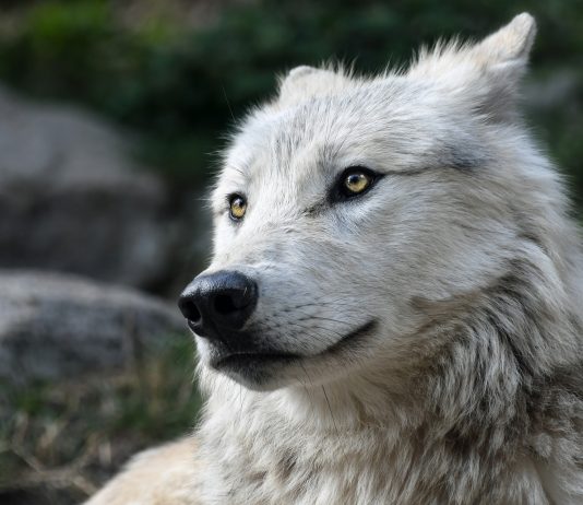 COLORADO COUNTY OPPOSES WOLF REINTRODUCTION