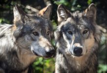 WYOMING DECREASE WOLF TAGS INCREASE POPULATION