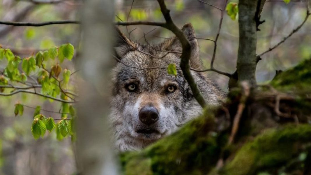 MONTANA COMMISSION REJECTS EXPANDED WOLF HUNTS