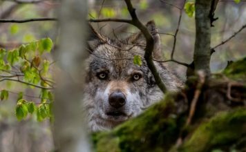 MONTANA COMMISSION REJECTS EXPANDED WOLF HUNTS