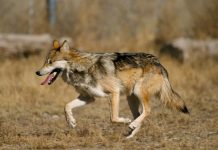 MEXICAN WOLF NUMBERS