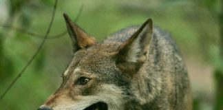 MEXICAN GRAY WOLF REMAIN PROTECTED