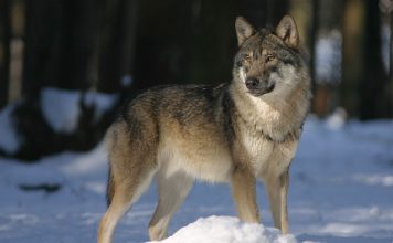 MONTANA COULD INCREASE WOLF HUNTING