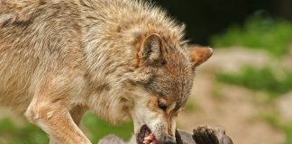 OREGON'S ROGUE WOLF PACK