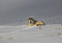 CPW CONFIRMS WOLF ATTACK ON LIVESTOCK
