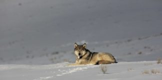 CPW CONFIRMS WOLF ATTACK ON LIVESTOCK